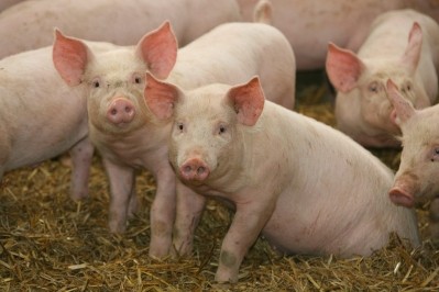 The USDA is advising US consumers to buy their pigs from a reputable supplier