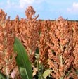 Sorghum's stalk and leaves resemble those of maize, but the plant develops a seed head as opposed to ears.