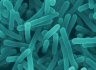 Potential Listeria contaminations were second biggest cause of recalls in Q4.