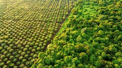 The EU’s recent approval of its controversial deforestation regulation is expected to drive up the cost of palm oil and other affected commodities. ©Getty Images