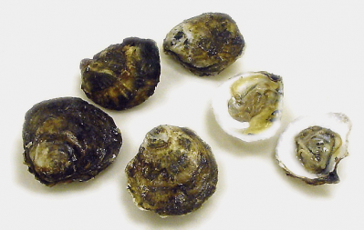 US clam and oyster recall forces Canada action. Pic: Blue point oysters