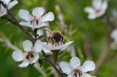 Manuka bush and bee. Image © Getty Images / purefocus