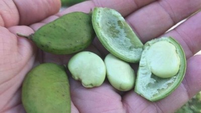 Vertical soy? Pongamia trees produce 5-10 times the biomass per acre than soybeans with a fraction of the water, fertilizer, and pesticides, claims TerViva