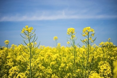 Merit Functional Foods and Bunge partner on canola protein launch