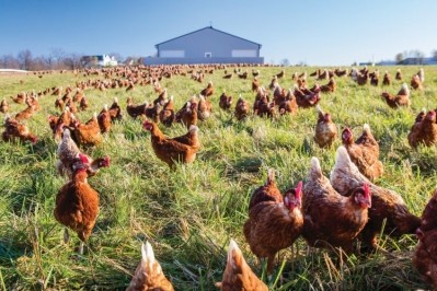 Egg Innovations claims to be the first egg producer to commercialize regenerative farming of free-range and pasture raised laying hens at scale