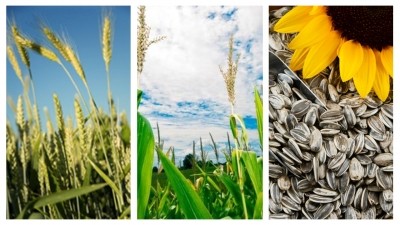 'The market is exceedingly volatile...' Images: Wheat (istockphoto/Alexander-Hafemann), corn (istockphoto/Brian-Watkins), sunflower (GettyImages/KLSbear).
