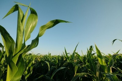 IngredientWerks: 'Engineered crop production systems that will enable the creation of custom protein ingredients for the alternative protein markets at a fraction of the cost of what it will take using fermentation...’ Image credit: GettyImages-sstop