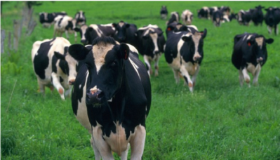 Congressmen scold USDA for organic industry animal welfare rule delay