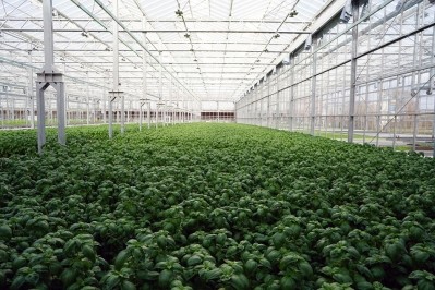 Gotham Greens expands hydroponic farming mission to New England opening Rhode Island greenhouse