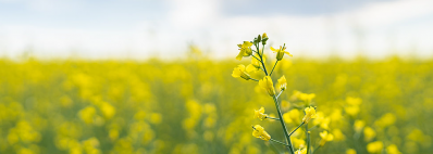 How canola protein is shaping the future of plant-based innovation