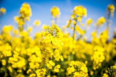 Researchers uncover starting point for less bitter rapeseed protein isolate