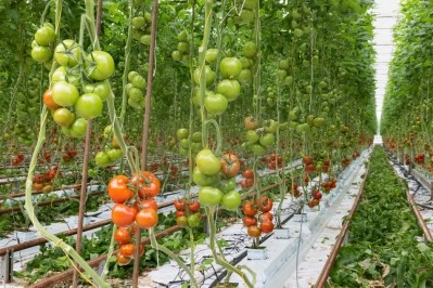 LandFresh can now be used among tomato growers in California. ©GettyImages / kruwt