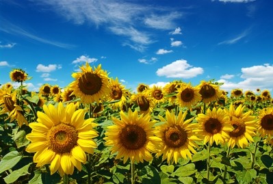Sunflower oil can step in to replace PHOs, says NSA