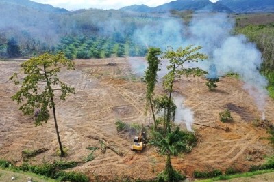 Pictured: Logging and land clearing of rainforest for the palm oil industry. Image credit: Gettyimages/rich-carey