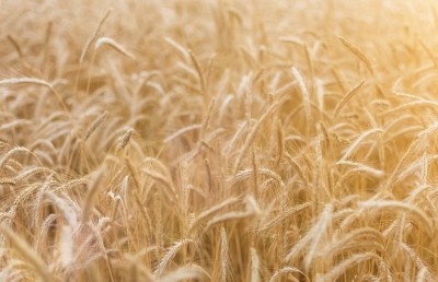 Consumers are looking at certain specialty grains such as wheat in a new light, according to Trouba. ©GettyImages/Radu79