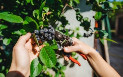 Will aronia berry be the next elderberry? A3 spreads the word on fruit's functional properties