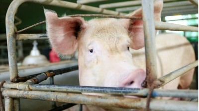 Betagro's move to phase out pig cages could influence other outfits to do so too