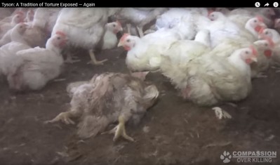 Shocking video footage shows barbaric treatment of chickens being impaled on metal nails