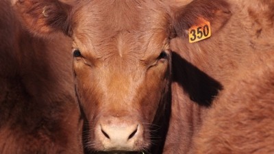Over a thousand cattle have died with numbers expected to rise