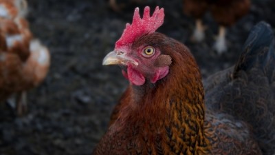 Brazil has been put at the centre of the global poultry decline