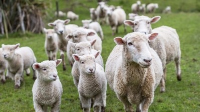 US lamb will become available to Japan for the first time since 2003