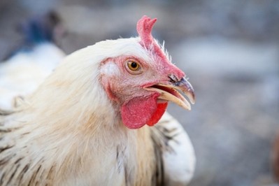 The use of antimicrobials in US poultry has dropped significantly between 2013 and 2017