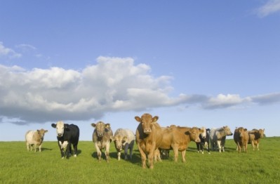 Meat Institute revises animal care guidelines