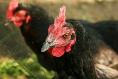 The disease was confirmed by USDA at a chicken flock in Riverside County, California