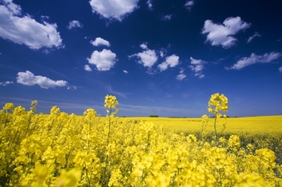 BioExx’s canola proteins: ‘Wholly comparable to soy protein isolate’