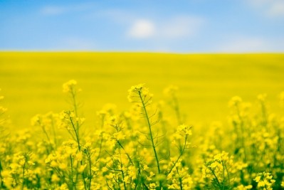 Nuseed Nutritional uses a genetically modified form of canola as the raw material for its plant-based omega-3 ingredient. ©Getty Images - alexxx1981