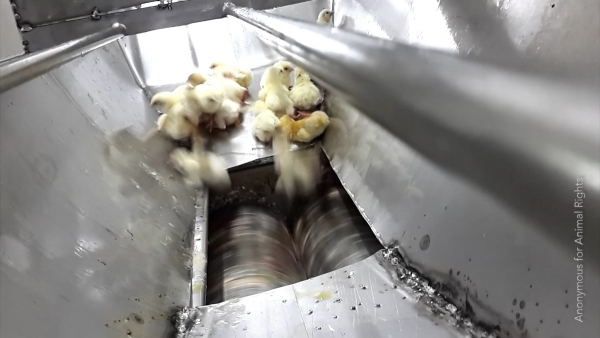 These live chicks were ground up in macerator
