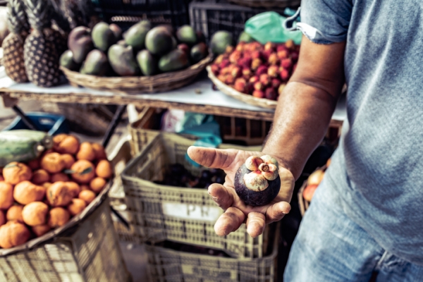 brazilian farmer holding mangosteen fruit at market, golero