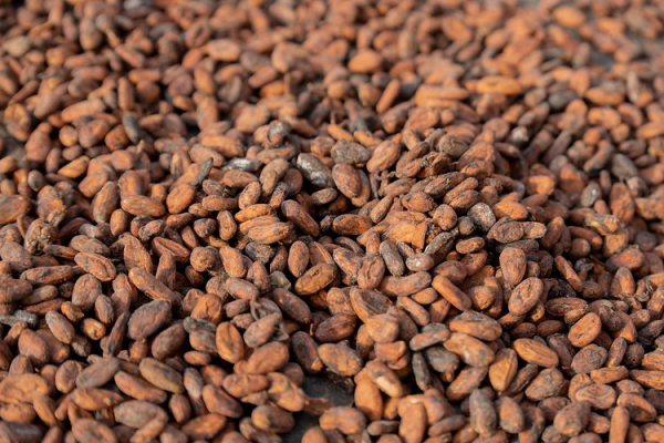 cocoa beans nestle