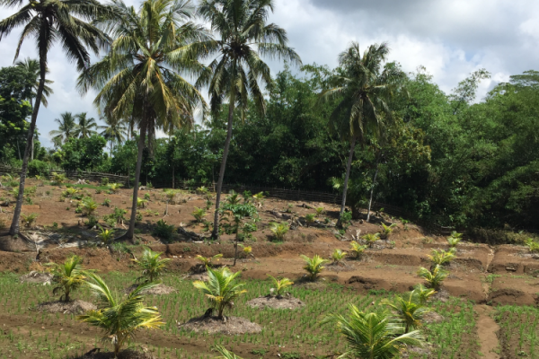 Unilever's 'mini' coconut trees