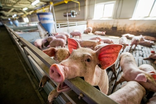 Smithfield Foods has taken more than a nibble out of Hormel Foods Corporation