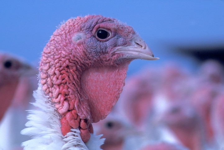 Cargill said the move to further cut antibiotic use in turkey meat was a 'logical step'