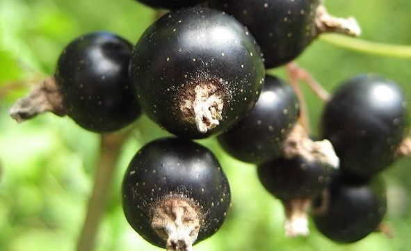 The active components in blackcurrants are claimed to have immunomodulatory, antimicrobial and anti-inflammatory effects