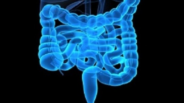 Intestinal bacteria may influence food transit through the gut