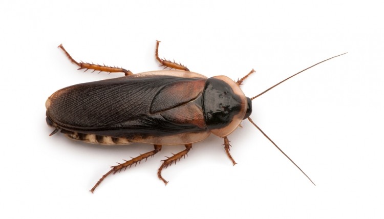 Scientists find that cockroach milk releases energy slowly over a long period of time. 