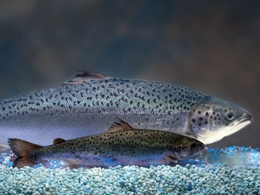 The Ecology Action Center claims GE salmon could cause 'irreversible genetic contamination' of wild salmon populations, a claim AquaBounty rejects
