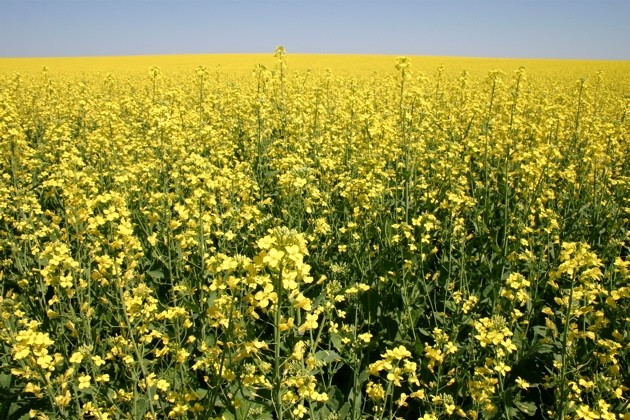 Dow hails surge in omega-9 canola production as industry seeks healthier fats
