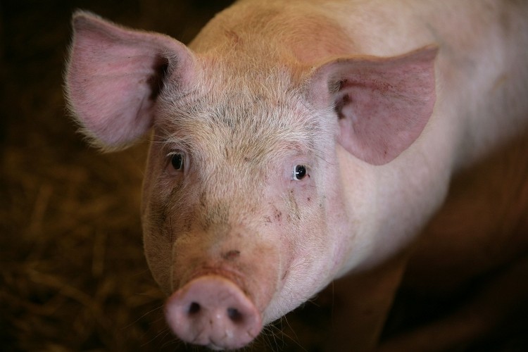 Canada had been the main supplier of live swine to the country until a PEDv-related ban in 2014