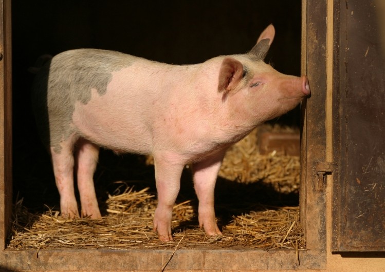 Canadian pork body expresses concerns over feed