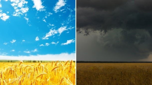 US has enjoyed excellent crop conditions - in contrast to parts of EU. Pic: © iStock