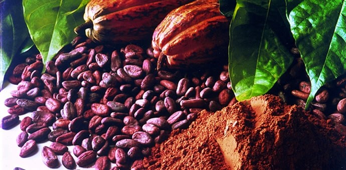 Ample cocoa supply for chocolate makers this crop year, but next year's deficit will drive up prices, says ICCO
