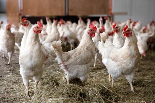The rate of injury among the poultry workforce has reduced significantly over the years