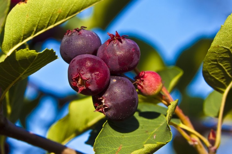 Once a wheat sideline, Saskatoon berries now making splash in superfruit sector