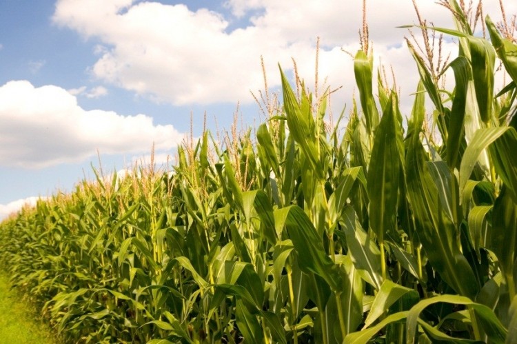 Consumers groups (again) petition FDA to refuse ‘corn sugar’ moniker for HFCS