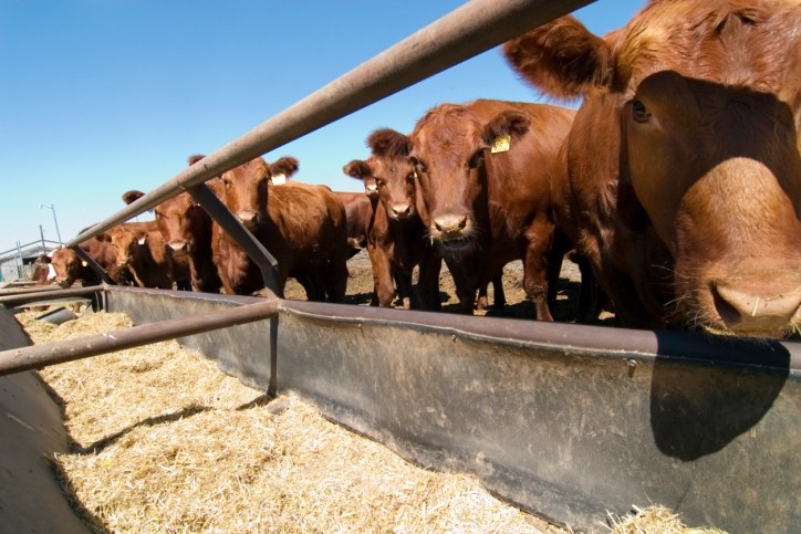 Beef producers fear the impact volatility will have on the trading landscape