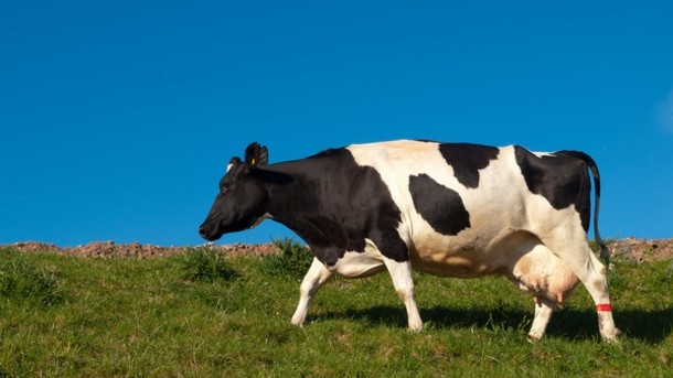 Organic grass fed cows may provide healthier beef, but consumers are not keen on taste: Study